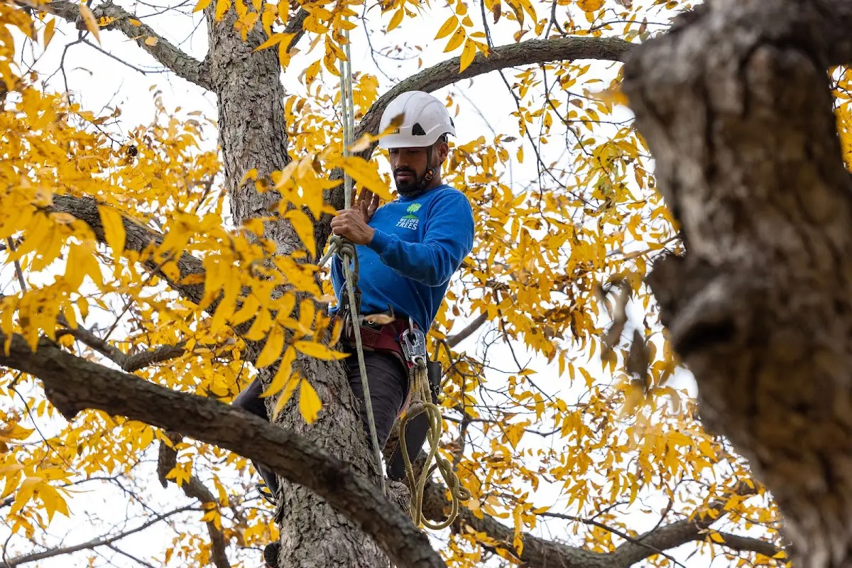 Skilled Tree Trimming crew working in Durand